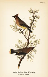 Cédrus viaszszárny, Bombycilla cedrorum Cédrusmadár vagy cédrusviaszszárny, hím 1, nőstény 2