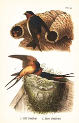 Sziklafecske, Petrochelidon pyrrhonota 1, és parlagi fecske, Hirundo rustica 2