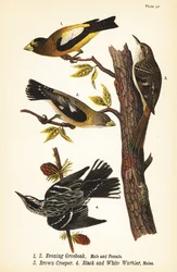 Esti rétis, Coccothraustes vespertinus 1,2, barna kúszónövény, Certhia americana 3, és fekete-fehér poszáta, Mniotilta varia 4