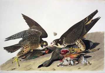 Nagylábú sólyom, az "Amerika madarai"-ból, metszette Robert Havell (1793-1878) (színes metszet)