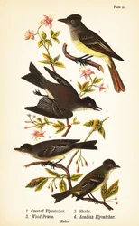 tarajos légykapófélék, Myiarchus crinitus 1, keleti phoebe, Sayornis phoebe 2, keleti erdei szálkák, Contopus viridis 3 és acadi légykapó, Empidonax virescens 4