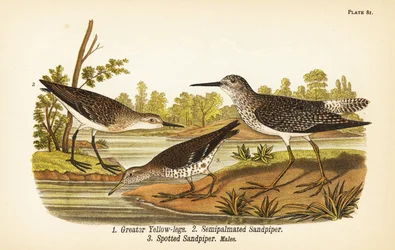 Nagysárgalábú, Tringa melanoleuca 1, félpalmás gyöngyvirág, Calidris pusilla 2, és foltos sárfa, Actitis macularius 3