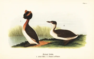 Szarvas vöcsök, Podiceps auritus, kifejlett hím 1, nőstény téli tollazatban