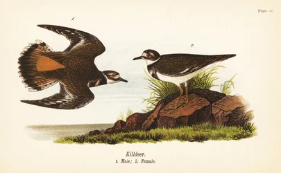 Gyilkosszarvas, Charadrius vociferus, hím 1, nőstény 2