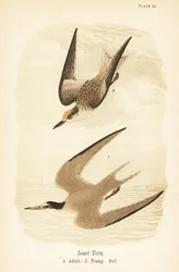 Legkisebb csér, Sternula antillarum, imágó 1, fiatal, őszi tollazata 2