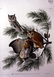 Little Screech Owl, a "Birds of America"-ból, vésette Robert Havell (1793-1878) (színes metszet)