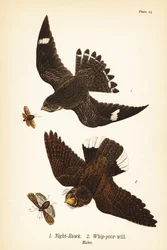 Éjszakai sólyom, Chordeles minor 1 és keleti ostorszegény-akarat, Antrostomus vociferus, ostorszegény-akarat 2, hímek
