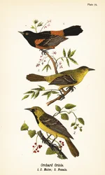 Orchard oriole, Icterus spurius, hímek 1,2 és nőstények 3