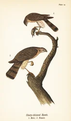 Élesszárú sólyom, Accipiter striatus, hím prédával 1, nőstény 2