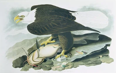 A kopaszfejű sas a "Birds of America"-ból, R. Havell metszete, m 1829 (színes metszet)
