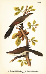 Sárgacsőrű kakukk, Coccyzus americanus 1, és feketecsőrű kakukk, Coccyzus erythropthalmus 2, hímek