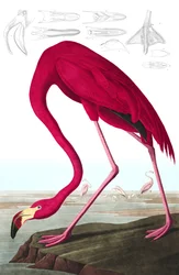 Amerikai flamingó, Phoenicopterus Ruber, a "The Birds of America"-ból, John J. Audubon, pub. 1827-38 (kézzel színezett metszet)