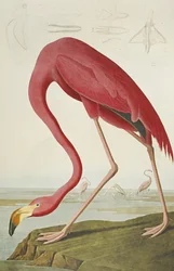 American Flamingo, a "The Birds of America"-ból