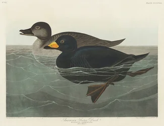 Amerikai fekete réce a *Birds of America* (1827) című műből