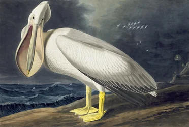 Amerikai fehér pelikán, Pelecanus Erythrorhynchos, a "The Birds of America" című filmből, John J. Audubon, pub. 1827-38