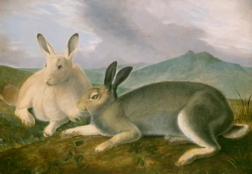 Arctic Hare, 1841 körül (toll és fekete tinta akvarellel és olajfestékkel papíron)