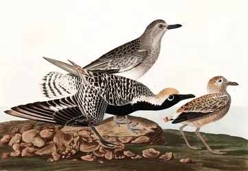 Black Bellied Plover, Charadrius Helveticus, a "The Birds of America"-ból, John J. Audubon, pub. 1827-38
