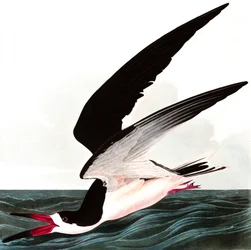 Fekete ollóscsőrű madár vagy viharmadár, Rhincops nigra, John J. Audubon „The Birds of America” című művéből, kiadva 1827-38