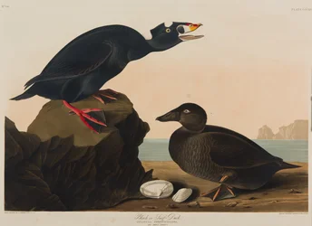 Fekete réce vagy hullámréce, 1836