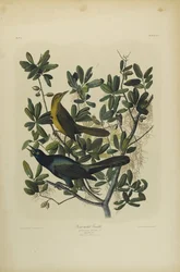 Csónakfarkú csiröge, nyomtatta Julien Bien, kiadta a Roe Lockwood & Son, 1861