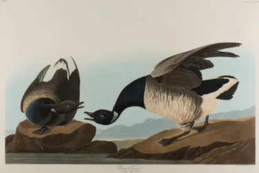 Brant Goose, 1837 (wc papíron)