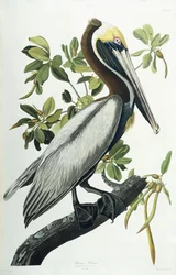 Barna Pelikán, 1835
