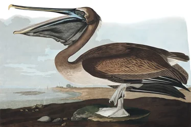Barna pelikán, Pelecanus Fuscus, a "The Birds of America"-ból, John J. Audubon, pub. 1827-38