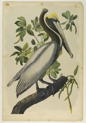 Barna Pelikán, nyomta Julien Bien és adta ki Roe Lockwood & Son, 1861 (kromolitográfia)