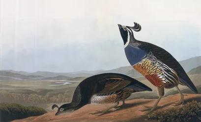 Kaliforniai partifecske, az "Amerika madarai"-ból, metszette Robert Havell (1793-1878) 1838
