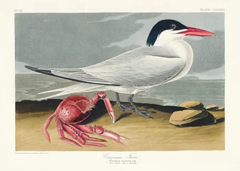 Cayenne-csér a Birds of America című műből (1827)