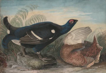 Angol nyírfajdkakasok, 1828.