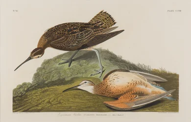 Esquimaux Curlew, 1834 (wc papíron)