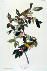 Virágok és madarak selyemfestménye John James Audubon (1780-1851) (ec.am.) 1826-1830. Paris, B.N.