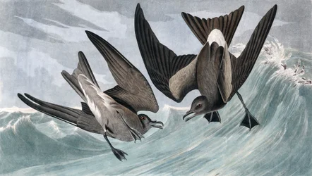 Villásfarkú viharfecske, Thalassidroma Leachii, John J. Audubon „Amerika madarai” című könyvéből, megjelent 1827-38