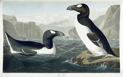 Great Auk, 1836