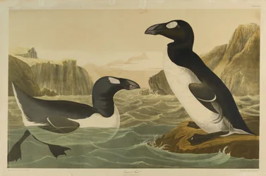 Great Auk, Julien Bien nyomta és Roe Lockwood & Son adta ki, 1861 (kromolitográfia)