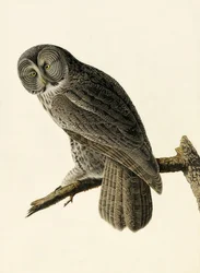Great Cinereous Owl, Strix Nebulosa, a "The Birds of America"-ból, John J. Audubon, pub. 1827-38