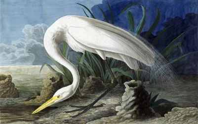 Nagy kócsag, Casmerodius Albus, a "The Birds of America"-ból, John J. Audubon, pub. 1827-38