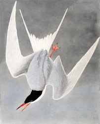 Nagy csér, Sterna Hirundo, John J. Audubon "The Birds of America"-ból, pub. 1827-38