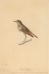 Remete rigó, 1820.