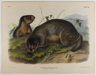 Hoary mormota