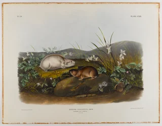 Hudson Bay lemming