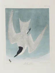 Illusztráció a "Birds of America"-ból