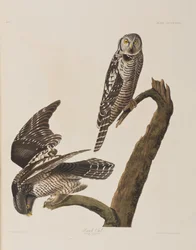 Illusztráció a "Birds of America"-ból