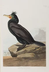 Illusztráció a "Birds of America"-ból