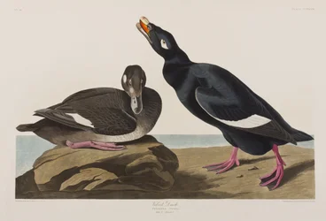 Illusztráció a "Birds of America"-ból