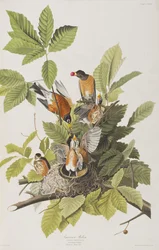 Illusztráció a "Birds of America"-ból
