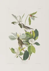 Illusztráció a "Birds of America"-ból