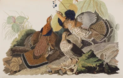 Illusztráció a "Birds of America"-ból