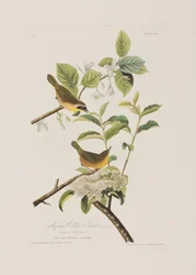 Illusztráció a "Birds of America"-ból